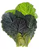 Collard Greens