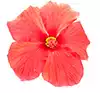 Hibiskus