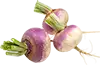 Rzepa