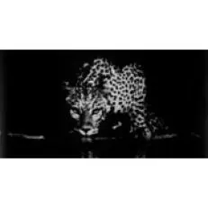 Kolekcja Taittinger Taittinger autorstwa Sebastiao Salgado