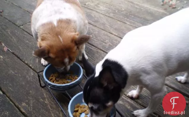 Barky Burgers