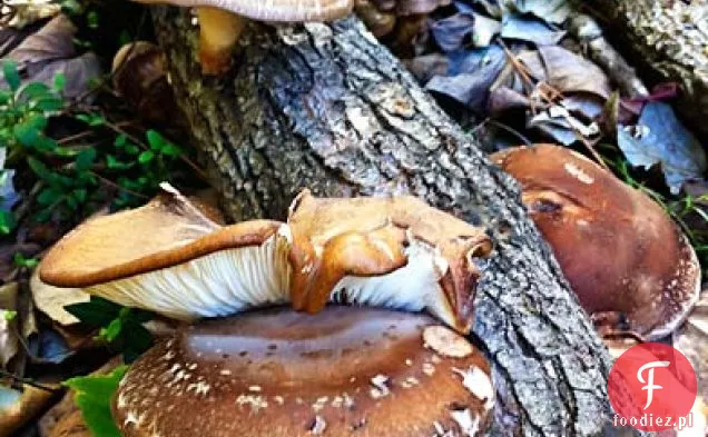 Brukselka i zupa grzybowa Shiitake