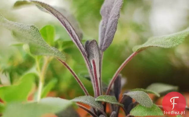 Polędwica wieprzowa faszerowana szałwią z polędwicą miodowo-musztardową