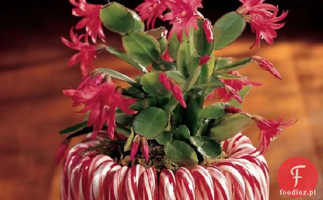 Plantator Trzciny Cukrowej