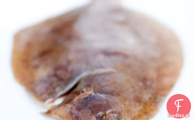 Sola Cytrynowa, Cykoria I Cockles