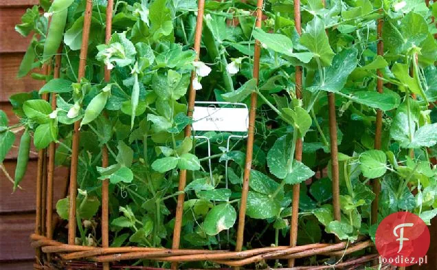 Early Hertfordshire Pea And Feta Crush