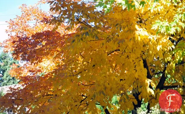 Gulasz wołowy (Żubr) i jęczmienny z warzywami korzeniowymi