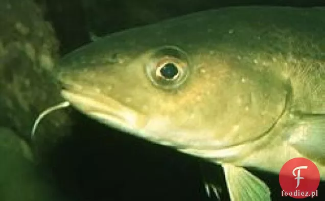 Klasyczny Baskijski Bacalao Vizcaína de Bahía Biscay