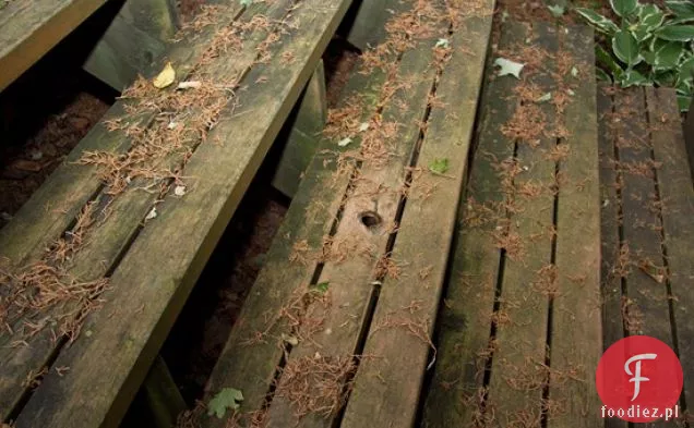 Szybkie I Pikantne Warzywne Curry Z Ciecierzycy