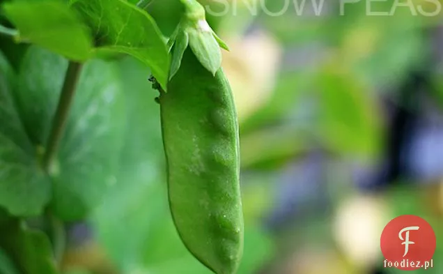 Stek Z Piernika Z Groszkiem Śnieżnym, Pieczarkami I Papryką