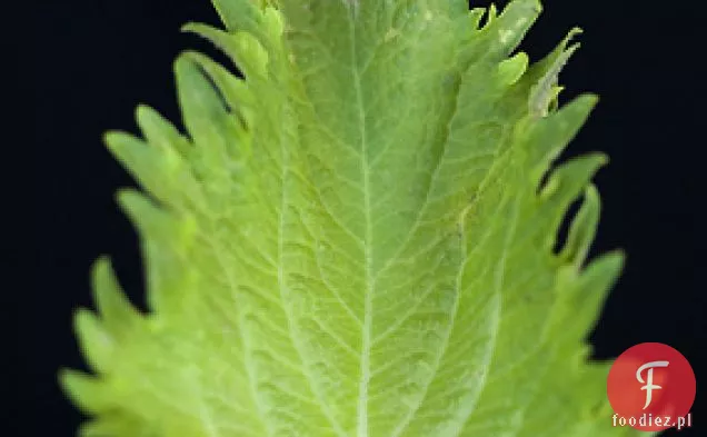 Sałatka Edamame Z Shiso I Meyer Lemon Vinaigrette Recip