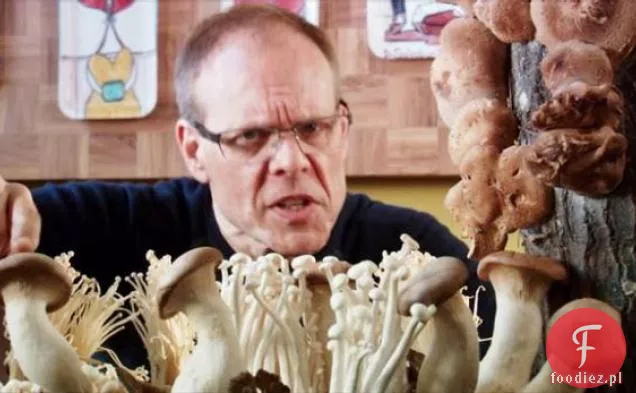 Sauta grzybowa