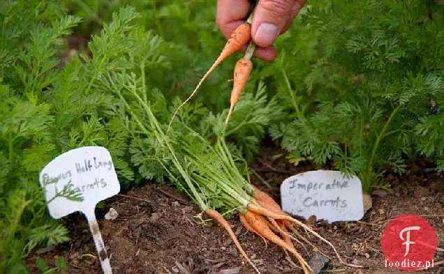 Wiosenne Marchewki Z Miętą I Quinoa Przepis