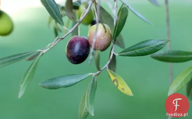 Grillowane kotlety wieprzowe z jabłkowo-żurawinową glazurą klonową przepis