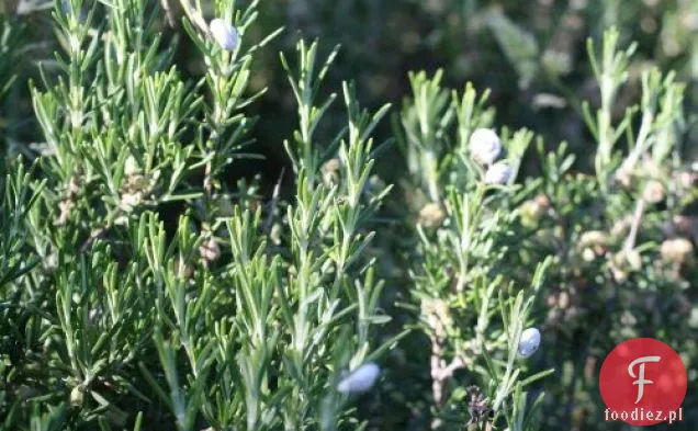 Francuski W Mgnieniu Oka: Brochetki Z Jagnięciną I Rozmarynem Z Morelowym Cr