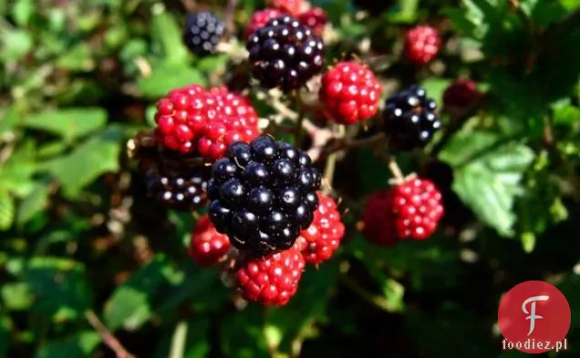 Lody Jogurtowe Z Jeżynami