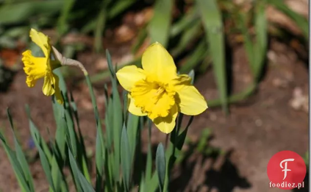 Syrop Klonowy Kokosowy Wegański Na Noc Owies