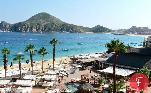 Krewetki tequila z San Jose del Cabo