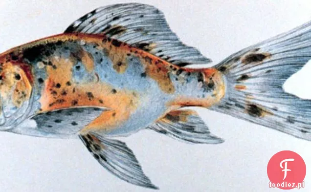 Francuski W Mgnieniu Oka: Trout En Papillotte