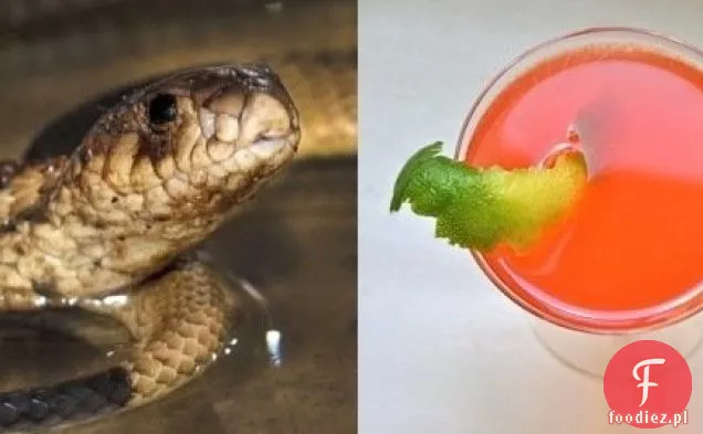 Koktajl Tribute dla Cobra Straight Up Cocktail Bronx Zoo
