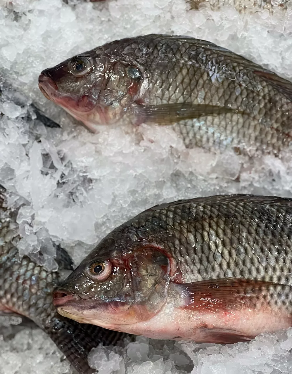 Marynowana Tilapia