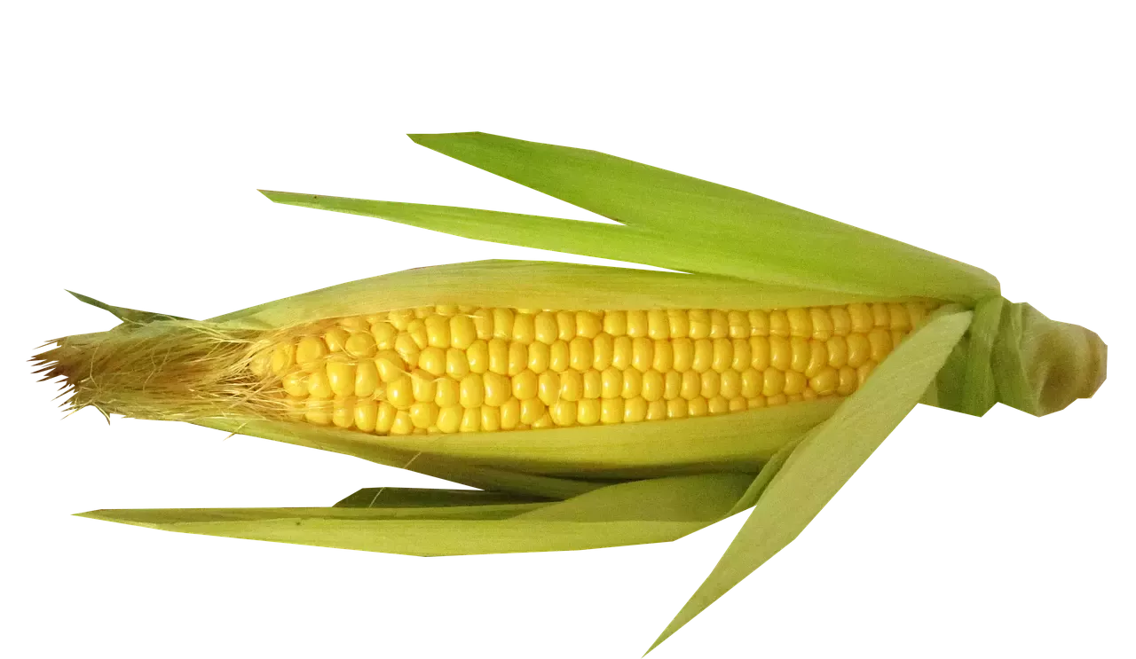 Przewodnik krok po kroku do doskonale ugotowanej kukurydzy